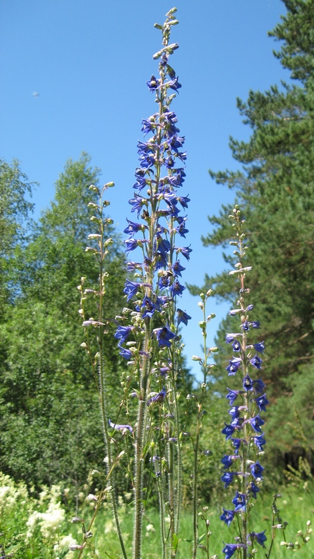 Изображение особи Delphinium retropilosum.