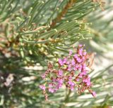 Limonium sokotranum. Соцветие и верхушки побегов. Сокотра, залив Шуаб. 04.01.2014.