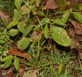 Euphorbia graminea