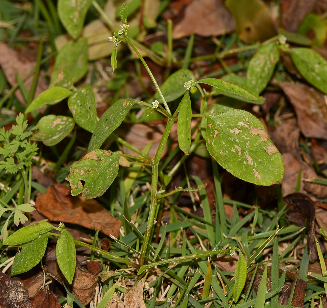 Image of Euphorbia graminea specimen.