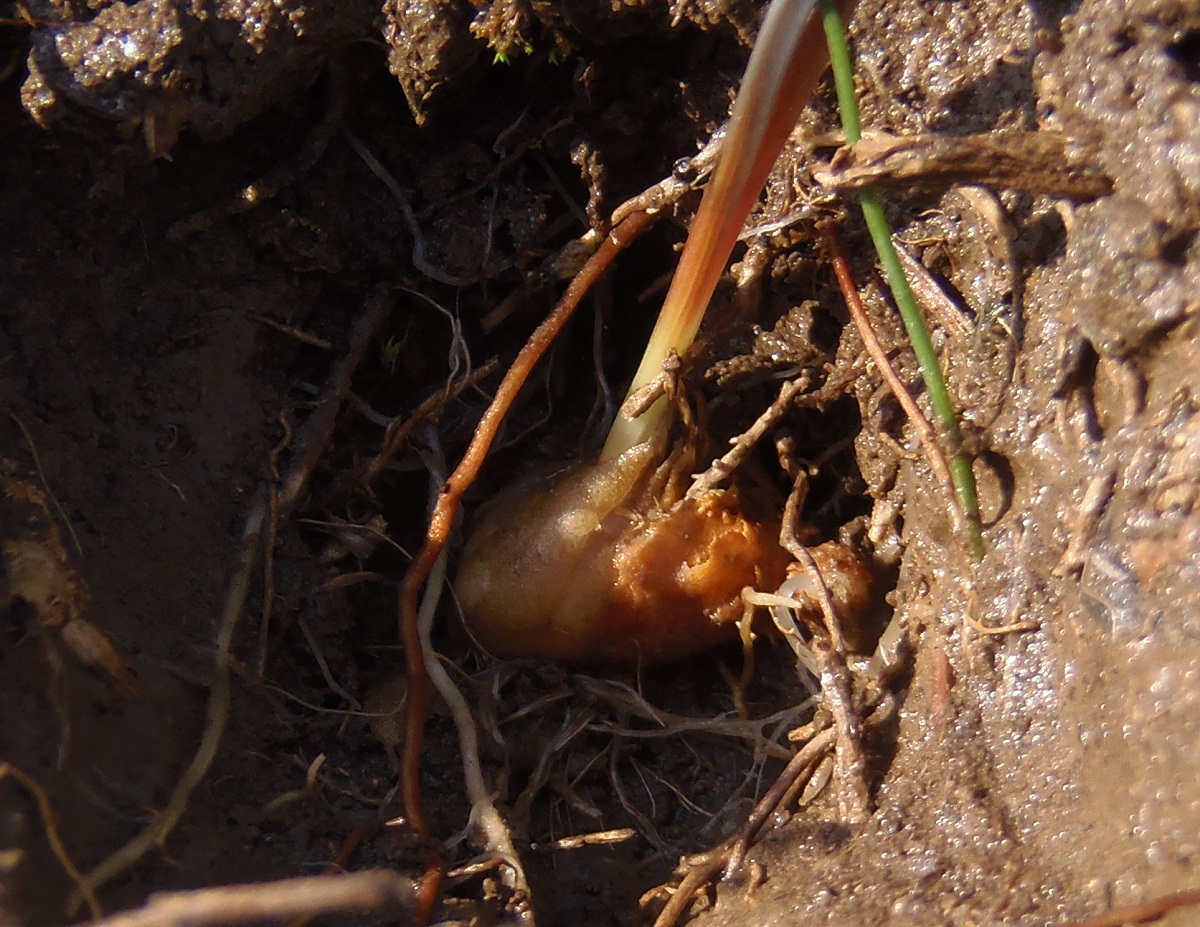 Image of genus Gagea specimen.