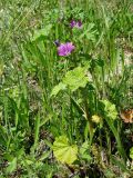 Malva mauritiana