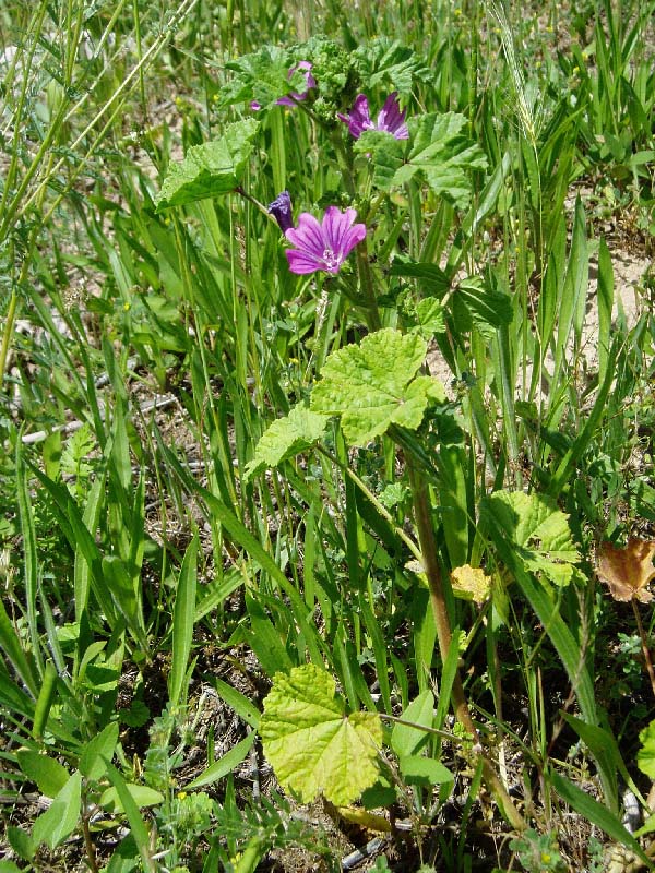 Image of Malva mauritiana specimen.