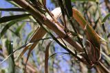 Arundo donax