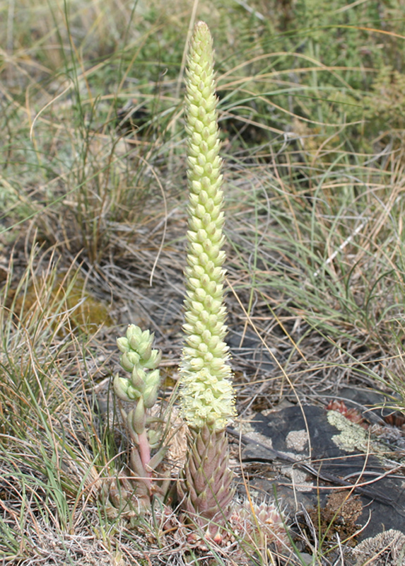 Изображение особи Orostachys spinosa.