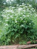 Chaerophyllum aromaticum. Цветущие растения. Московская обл., Истринский р-н, Павловская слобода. 19.06.2007.