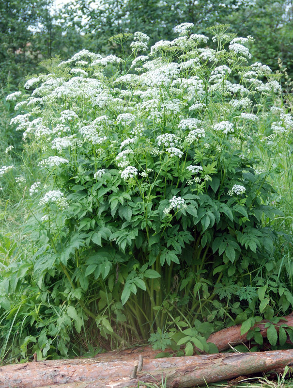 Изображение особи Chaerophyllum aromaticum.