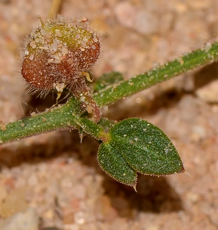 Image of Fagonia glutinosa specimen.