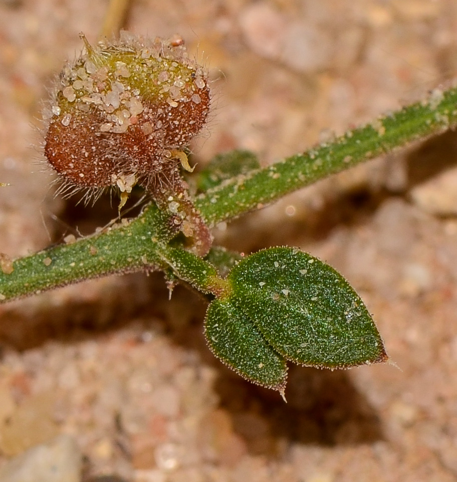 Изображение особи Fagonia glutinosa.