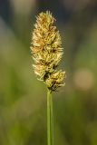 genus Carex. Верхушка цветущего растения. Ростовская обл., Мясниковский р-н, окр. хут. Недвиговка. 27.04.2014.