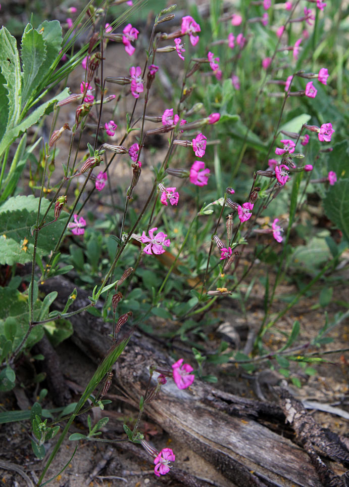 Изображение особи Silene colorata.