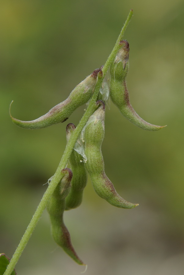 Image of Trigonella strangulata specimen.