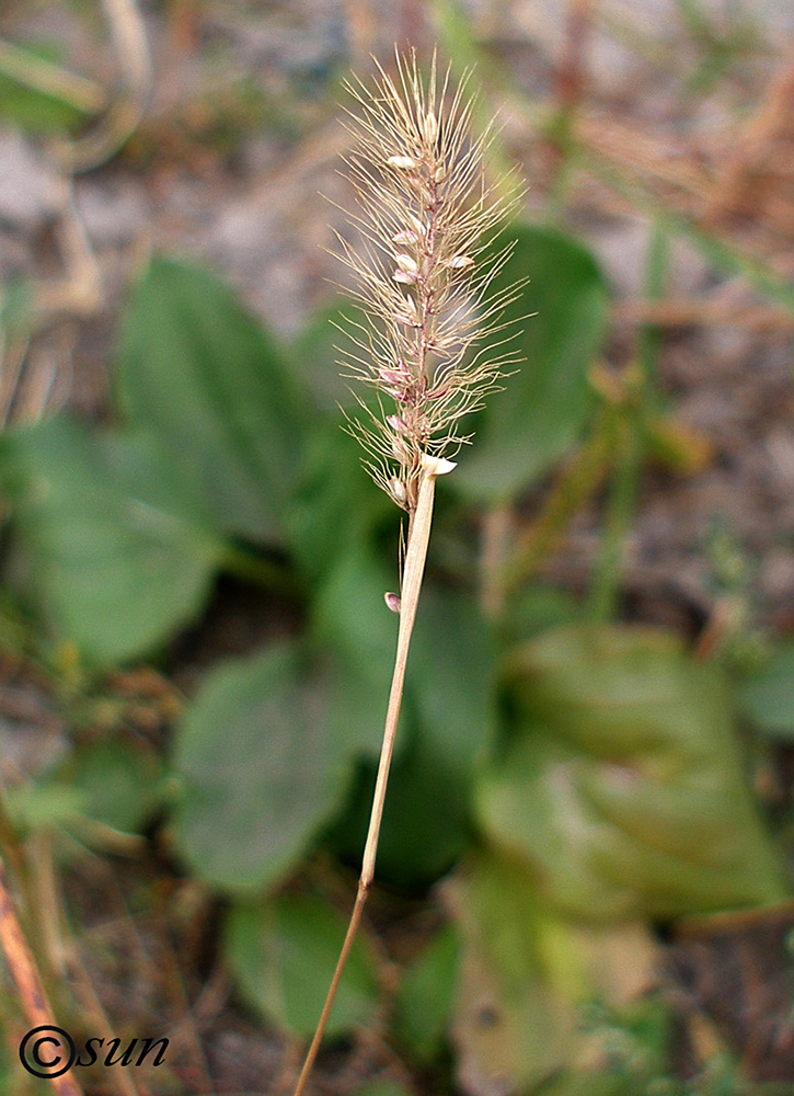 Image of Setaria viridis specimen.