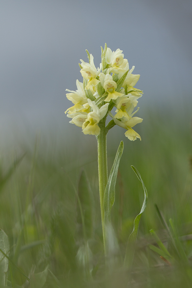 Изображение особи Dactylorhiza romana ssp. georgica.