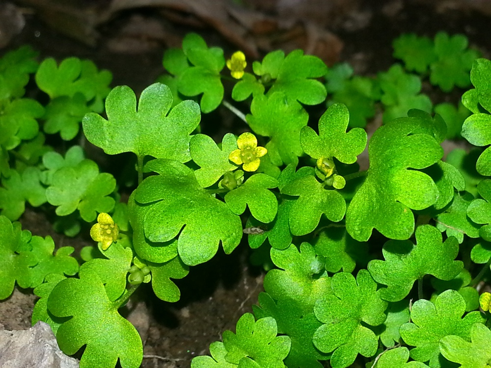 Image of Chrysosplenium sedakowii specimen.