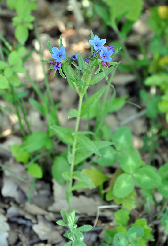 Изображение особи Aegonychon purpureocaeruleum.