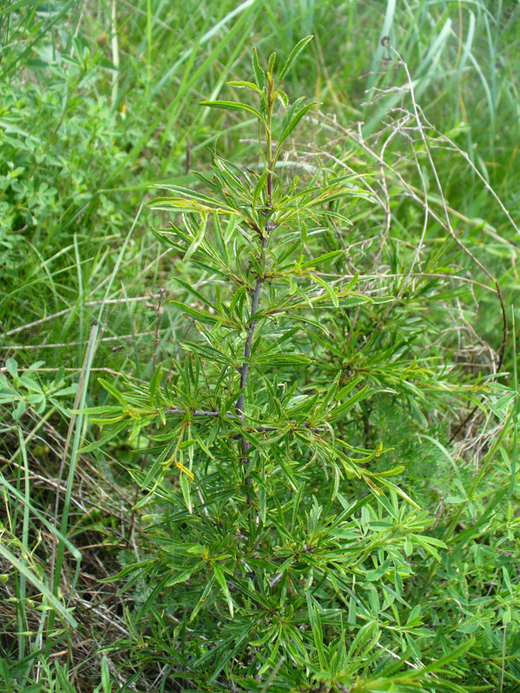 Image of Rhamnus erythroxyloides specimen.