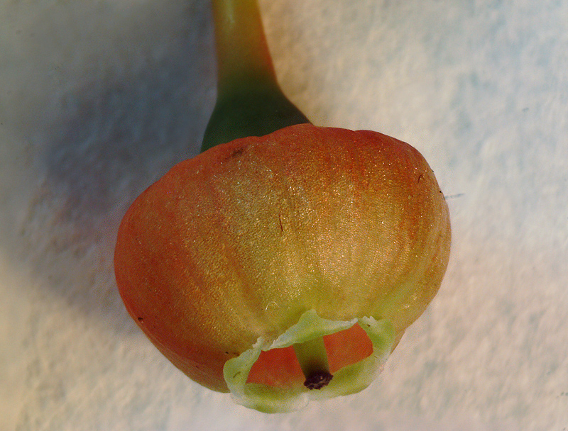 Image of Vaccinium myrtillus specimen.