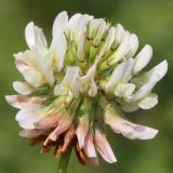 Trifolium repens. Соцветие. Ростовская обл., Неклиновский р-н, Большенеклиновское с/п, \"Миусский склон\" в дол. р. Миус. 22.06.2014.