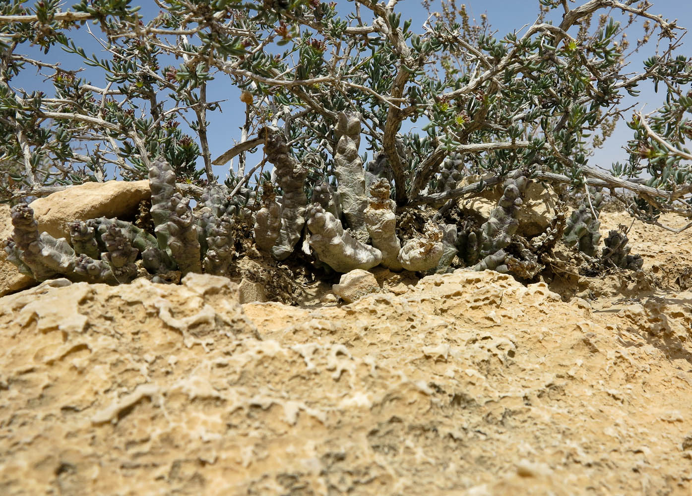 Изображение особи Caralluma europaea.