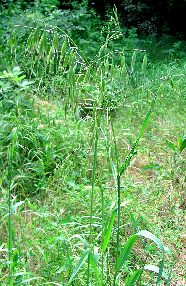 Image of Avena persica specimen.