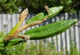 Iris pseudacorus. Плоды. Подмосковье, окр. г. Одинцово, просека в лесу, заброшенные огороды. Июль 2014 г.