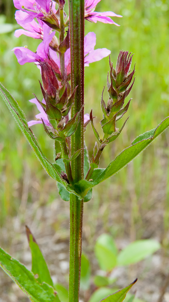 Image of Lythrum salicaria specimen.