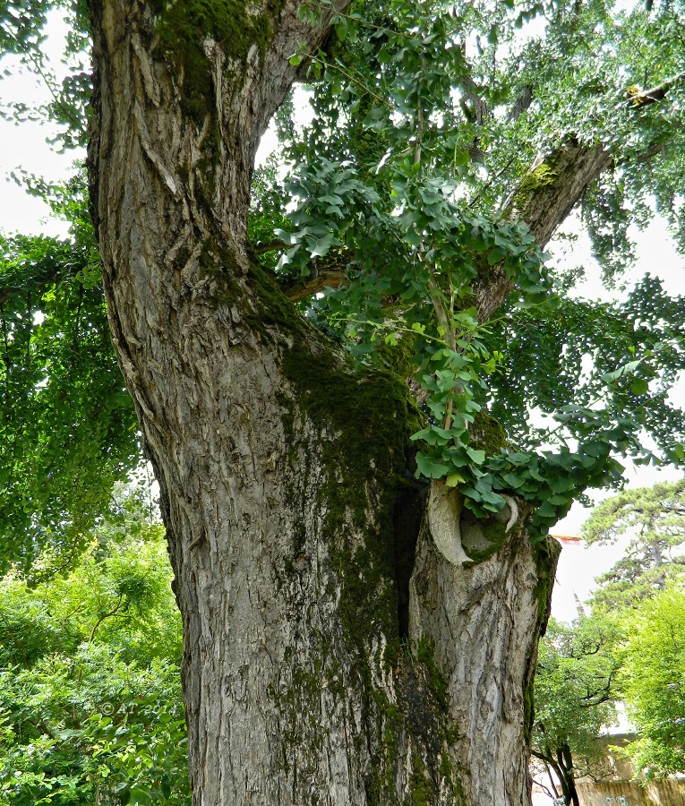 Image of Ginkgo biloba specimen.