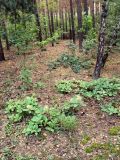 Cotinus coggygria