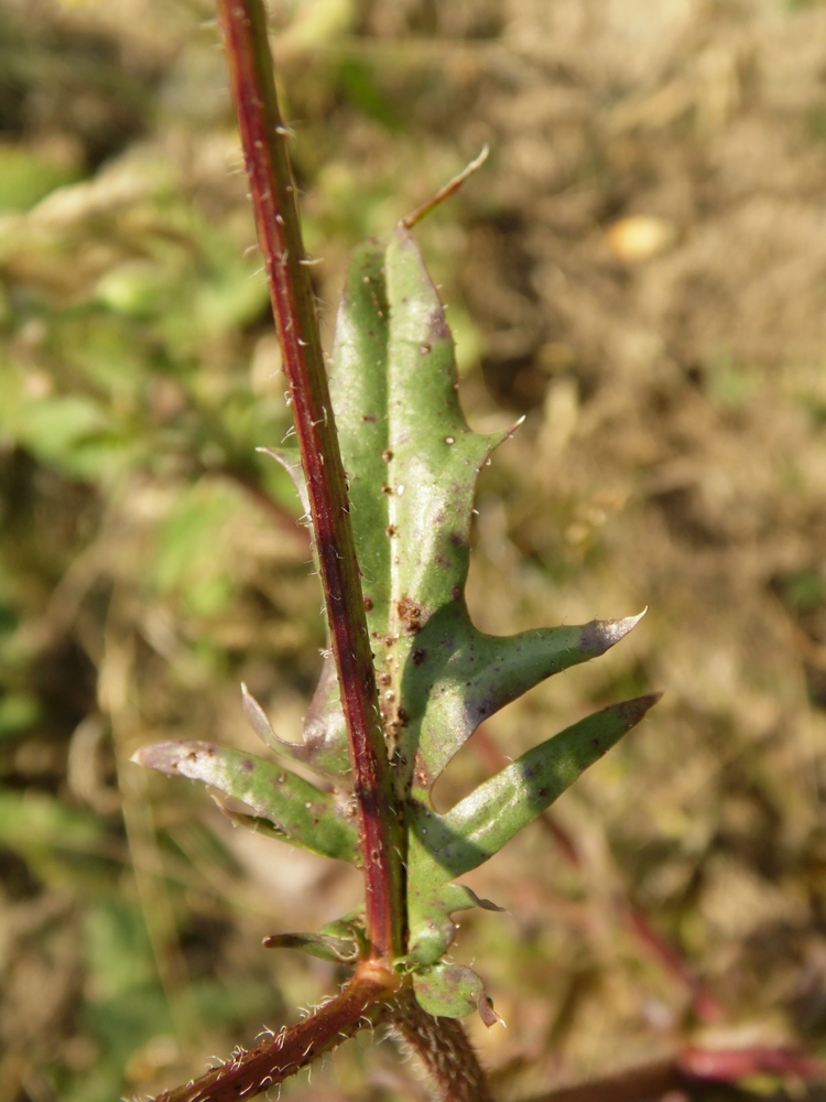 Image of Crepis rhoeadifolia specimen.