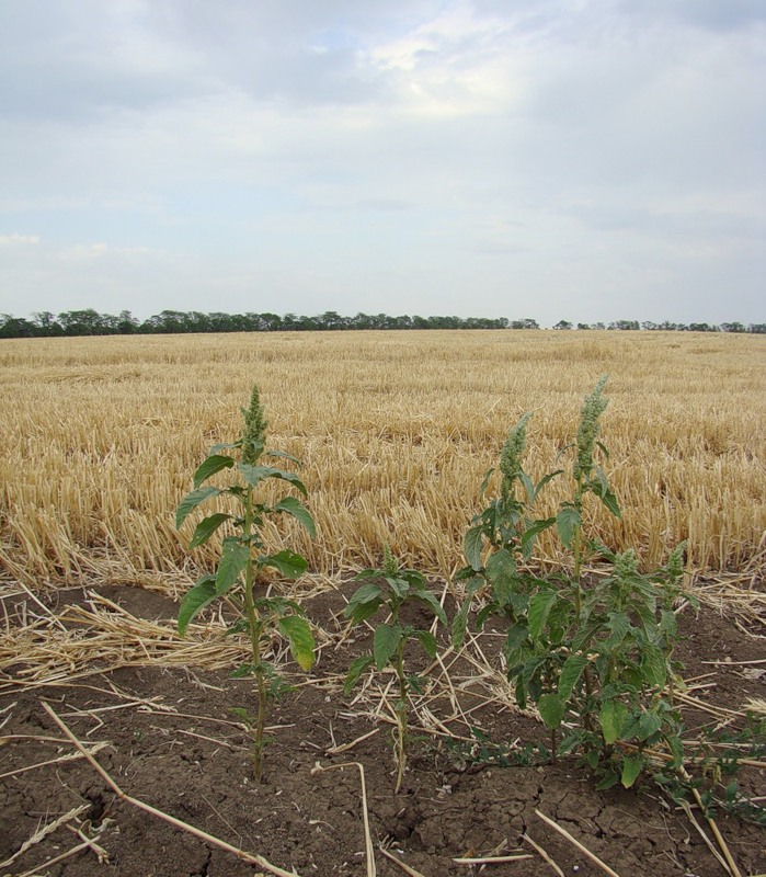 Image of Amaranthus retroflexus specimen.