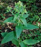 Inula conyza