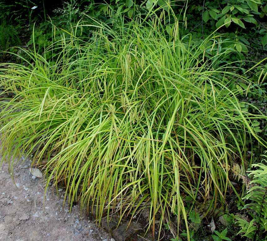 Image of Carex crinita specimen.