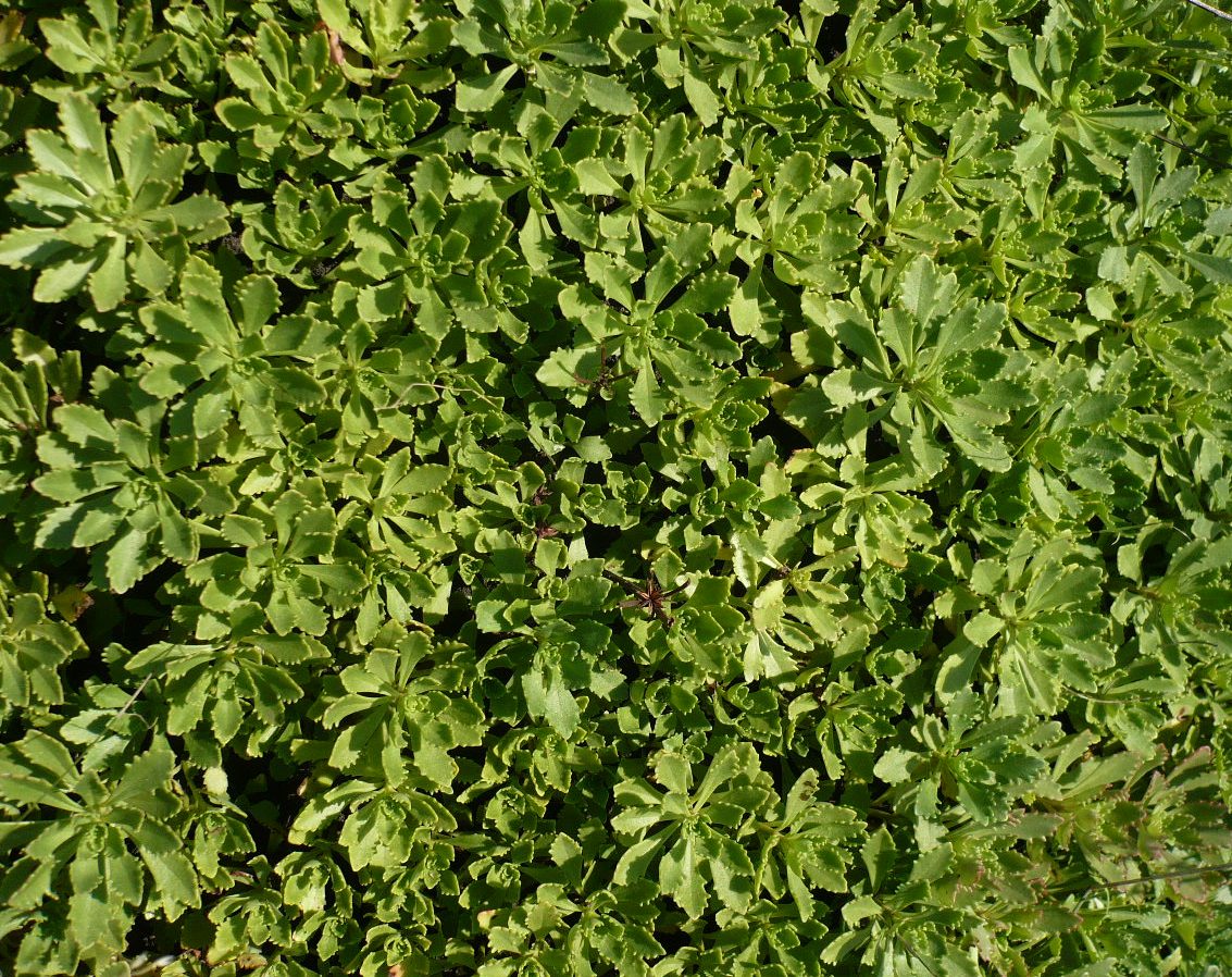 Image of Aizopsis hybrida specimen.