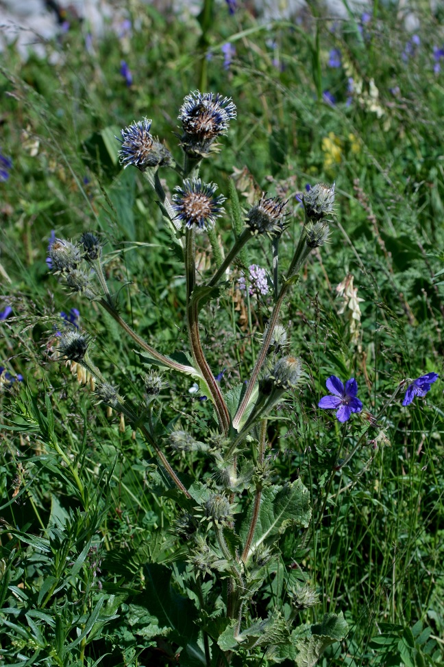 Image of Saussurea sordida specimen.