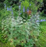 род Delphinium. Цветущие растения. Москва, ГБС РАН, участок непрерывного цветения. 09.07.2014.