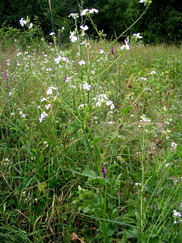 Изображение особи Raphanus raphanistrum.