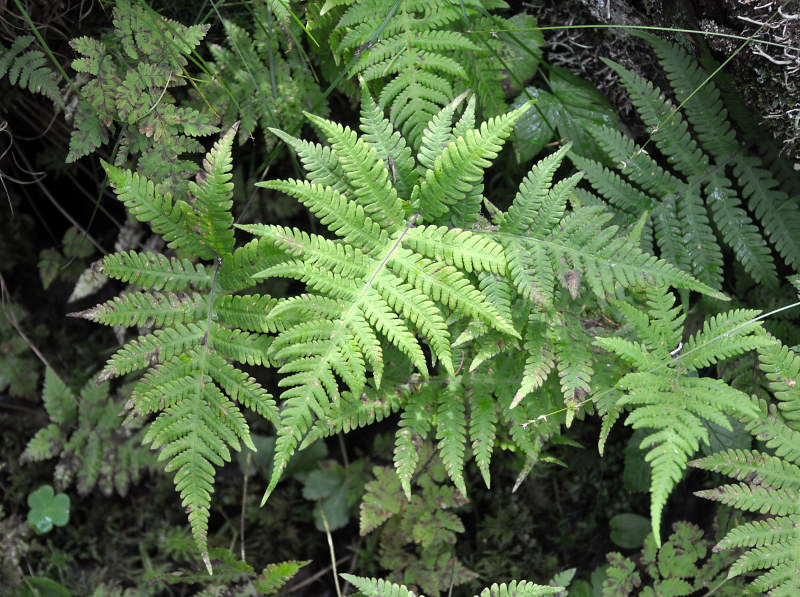 Изображение особи Phegopteris connectilis.