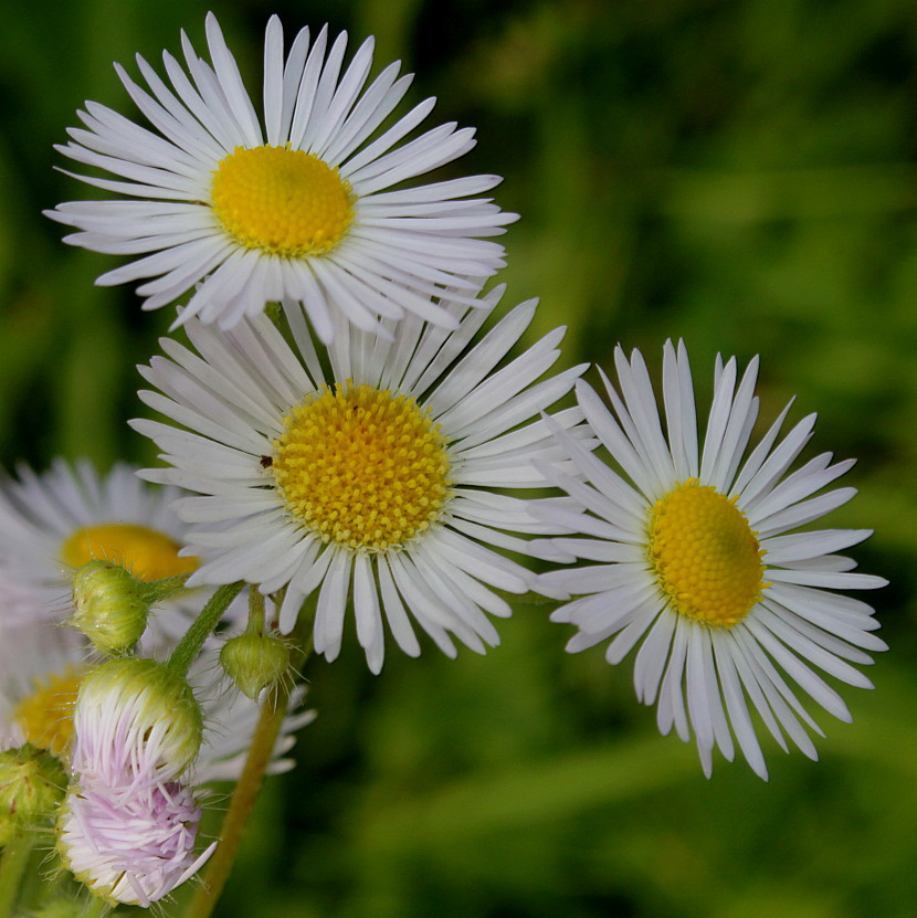 Image of Erigeron annuus specimen.