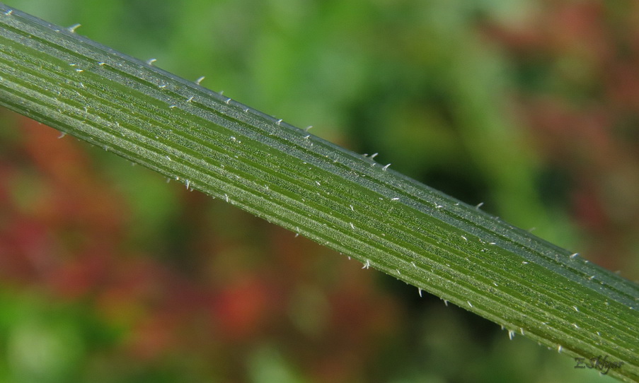 Изображение особи Daucus sativus.