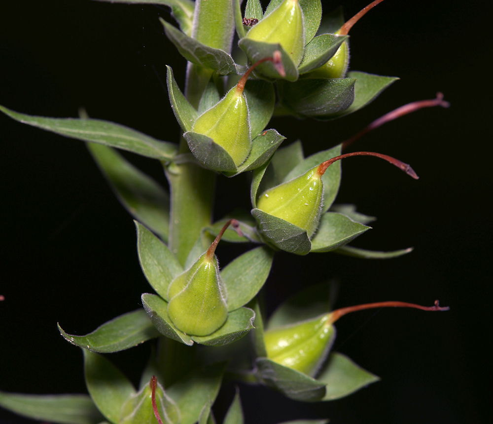 Изображение особи Digitalis purpurea.