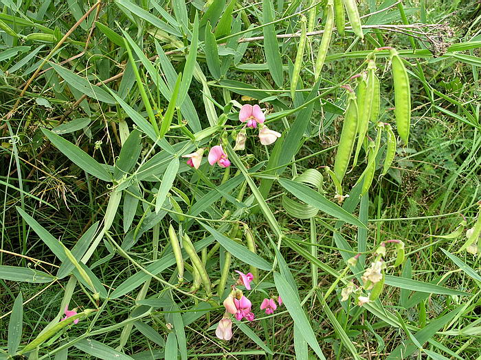 Изображение особи Lathyrus sylvestris.