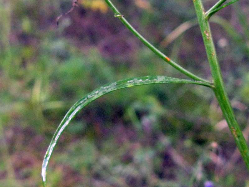 Изображение особи Adenophora stenanthina.