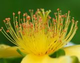 Hypericum ascyron