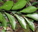 Ruscus colchicus