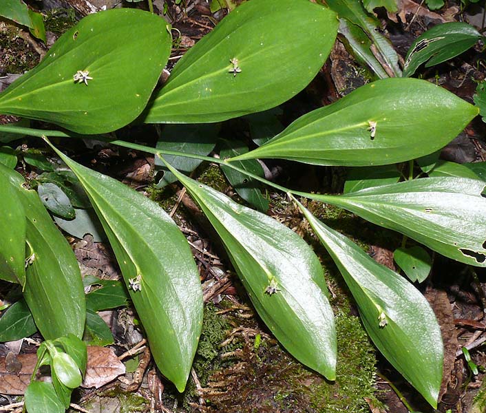 Изображение особи Ruscus colchicus.