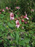Impatiens glandulifera