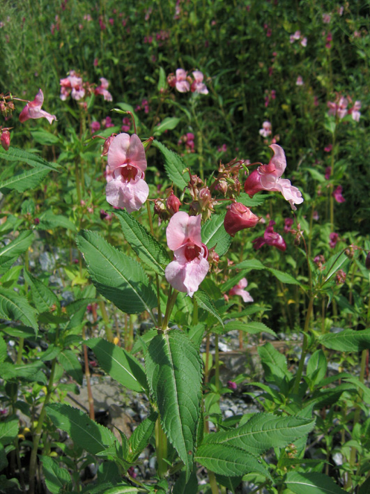 Image of Impatiens glandulifera specimen.