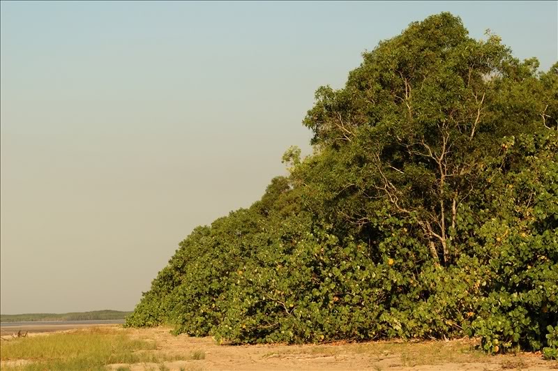 Image of Hibiscus tiliaceus specimen.