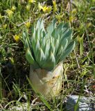 Eremurus cristatus